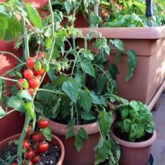 Tomato and Basil Plants