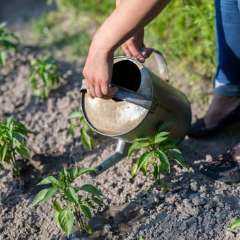 watering seedling