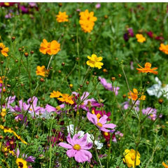 wildflowers