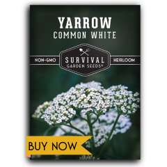 Buy Yarrow Seeds