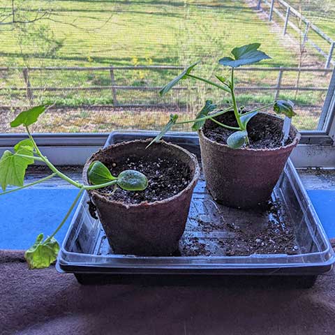 zucchini seedlings