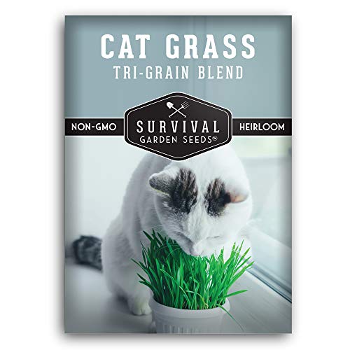  Catnip Seeds - Heirloom Non-GMO Catnip Seeds (400+ Catnip  Seeds) by PowerGrow Systems : Catnip Plants : Patio, Lawn & Garden