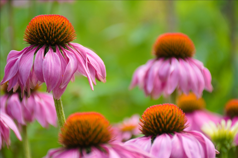 how to take care of cone flowers