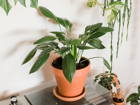 how to take care of a cast iron plant