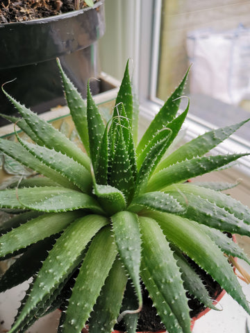 how to take care of an aloe vera plant
