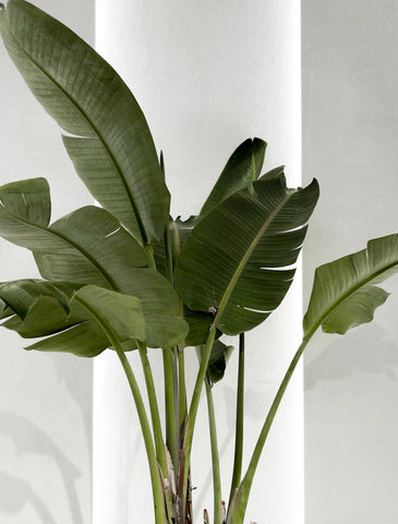 palm tree, banana leaf