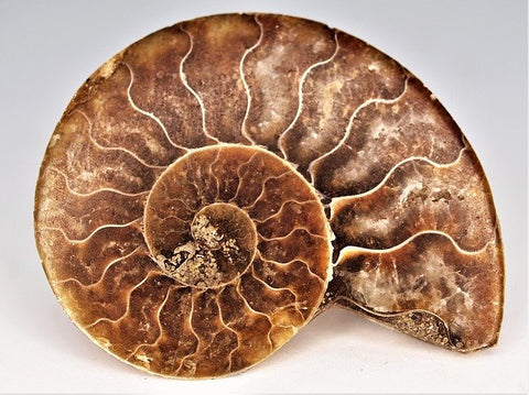 Sample of Ammonite Fossil