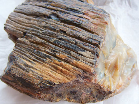 Sample of Petrified Wood