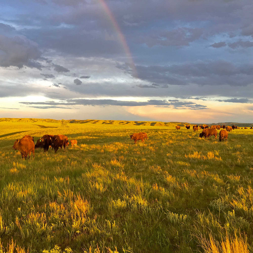 A herd of free-roaming buffalo on the Cheyenne River Buffalo Ranch in South Dakota. The buffalo eat only prairie grasses and flowers, and they are never dosed with antibiotics. 