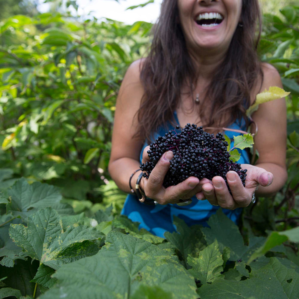 Suzanne Waldrup gathers wild elderberries in Idaho. 