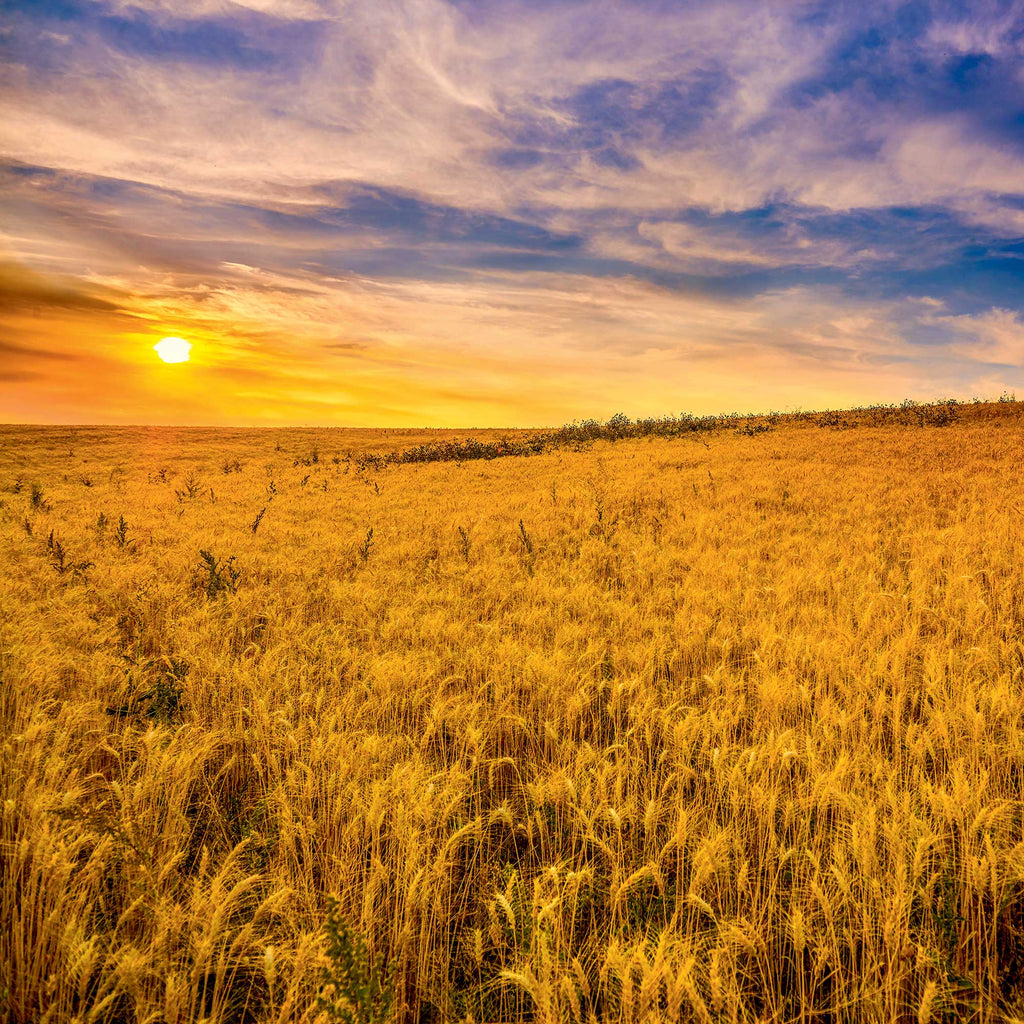 A KAMUT® khorasan wheat field at sunset.