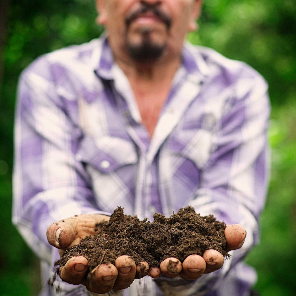 A mango farmer in Nicaragua shows off his healthy soil, the result of using organic and regenerative farming practices.