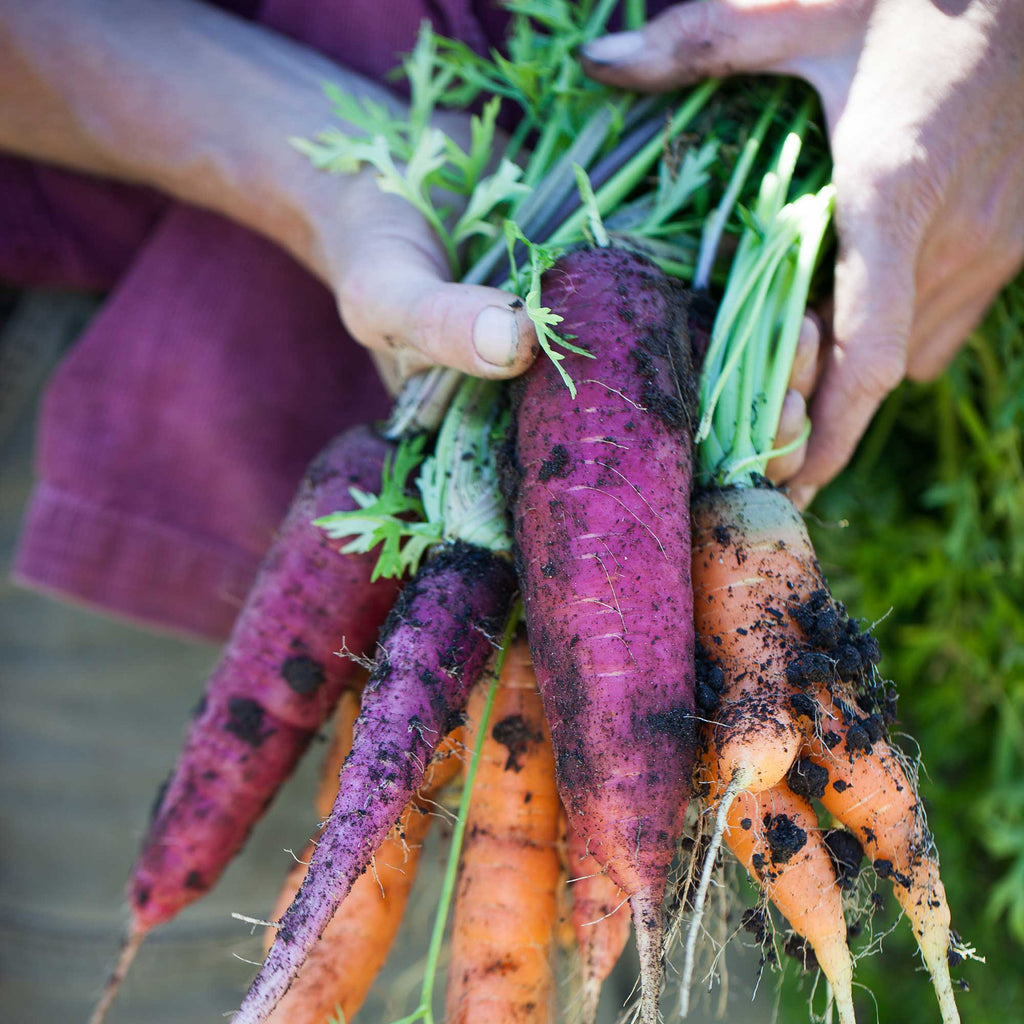A carrot is always sweetest (and most nutritious) eaten crunchy and raw, straight from the earth. Fieldbrook, CA. 