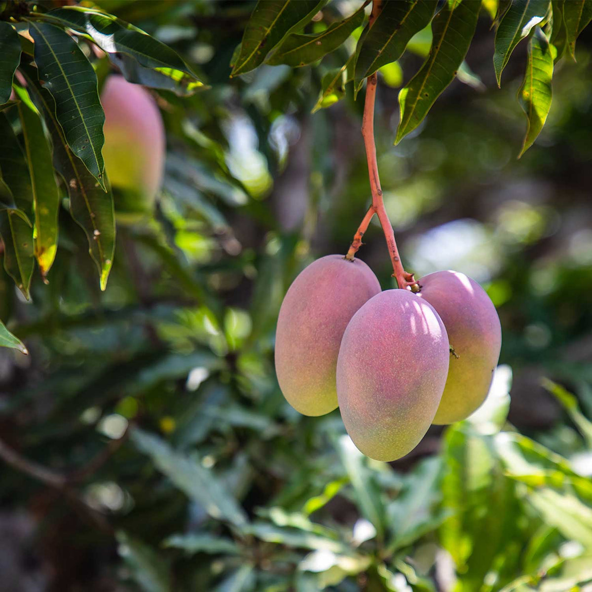 Regenerative Organic Chile Mango | Patagonia Provisions