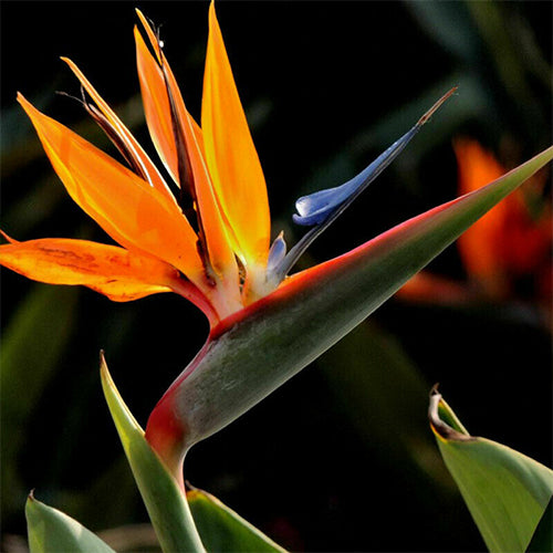 How To Grow Strelitzia Reginae From Seeds