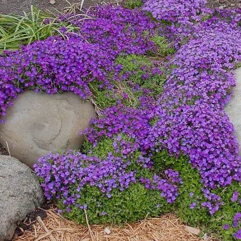 Aubrieta Cascade Purple 200 Seeds - Rock Cress - Ground Cover
