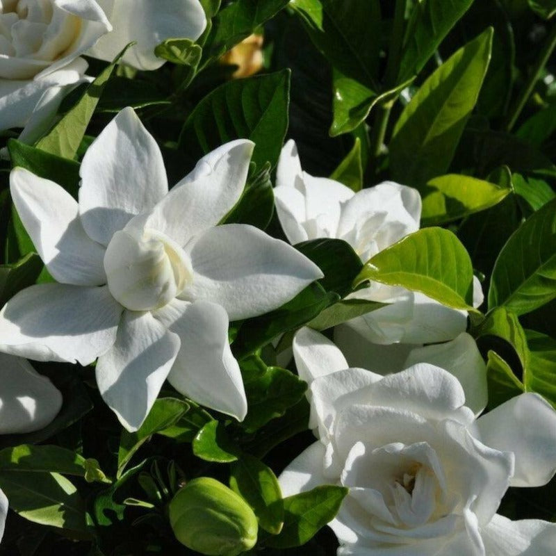 Gardenia Jasminoides Seeds 100PCS Fragrant Flowers