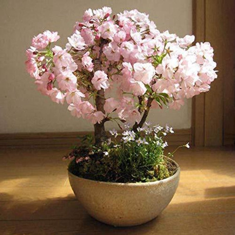 Sakura cherry blossom is a flower of many trees of genus Prunus. 