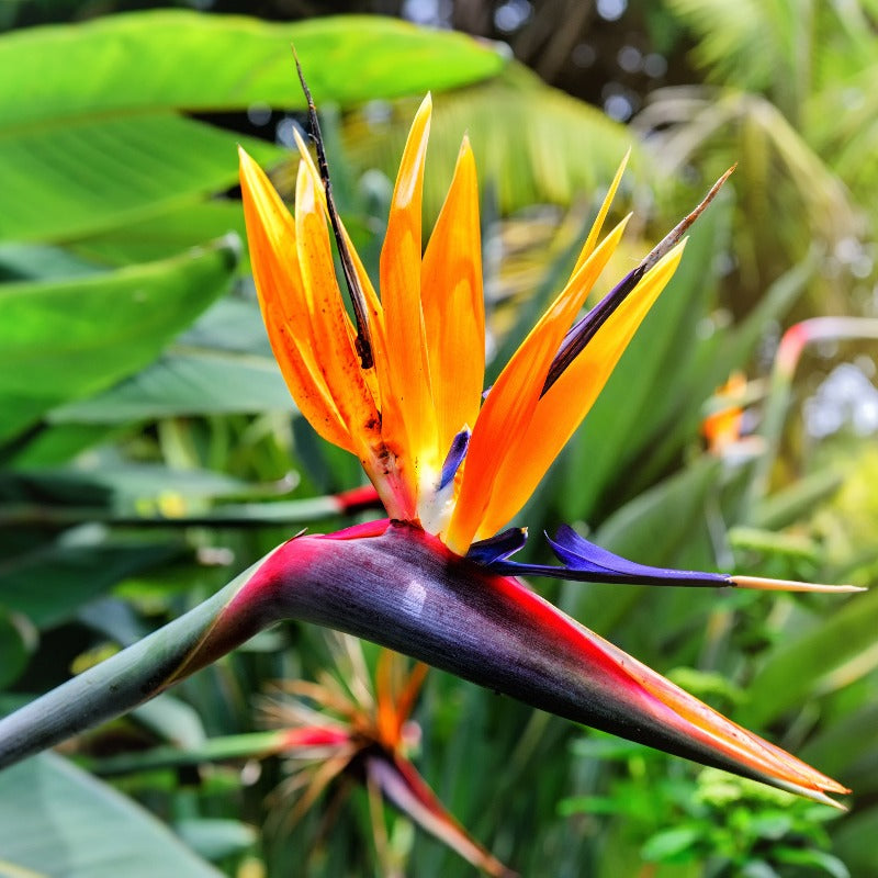 Bird Of Paradise Flower Seeds - Strelitzia Reginae