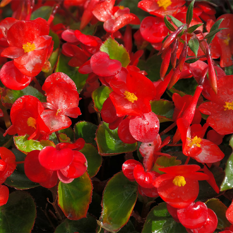 Wax Begonia Red Seeds (Begonia Semperflorens)