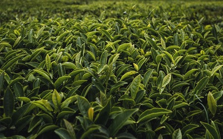 field of tea plants