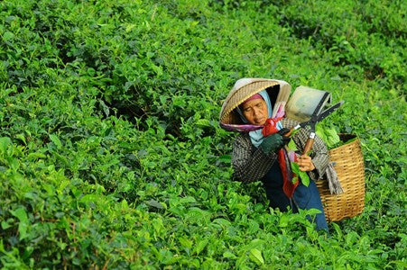 woman harvesting tea leaves
