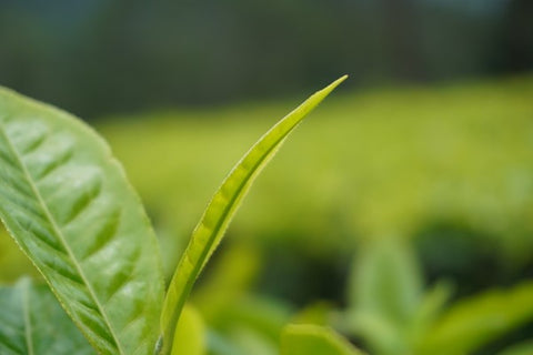 Camellia sinensis tea leaf
