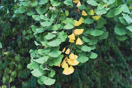 ginkgo leaves