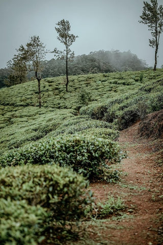 sri lankan tea garden