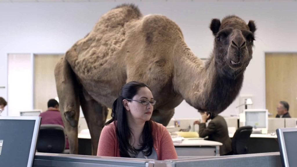 Geico Hump Day Camel 