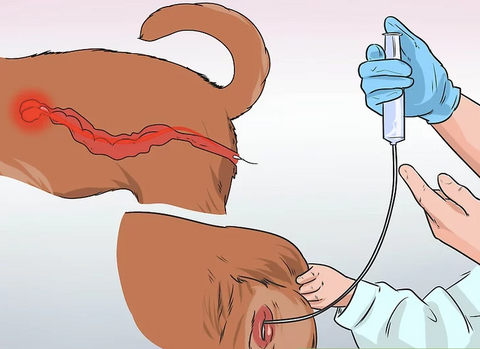 Comment faire une insémination artificielle pour chien ? - Gros-Chien.com