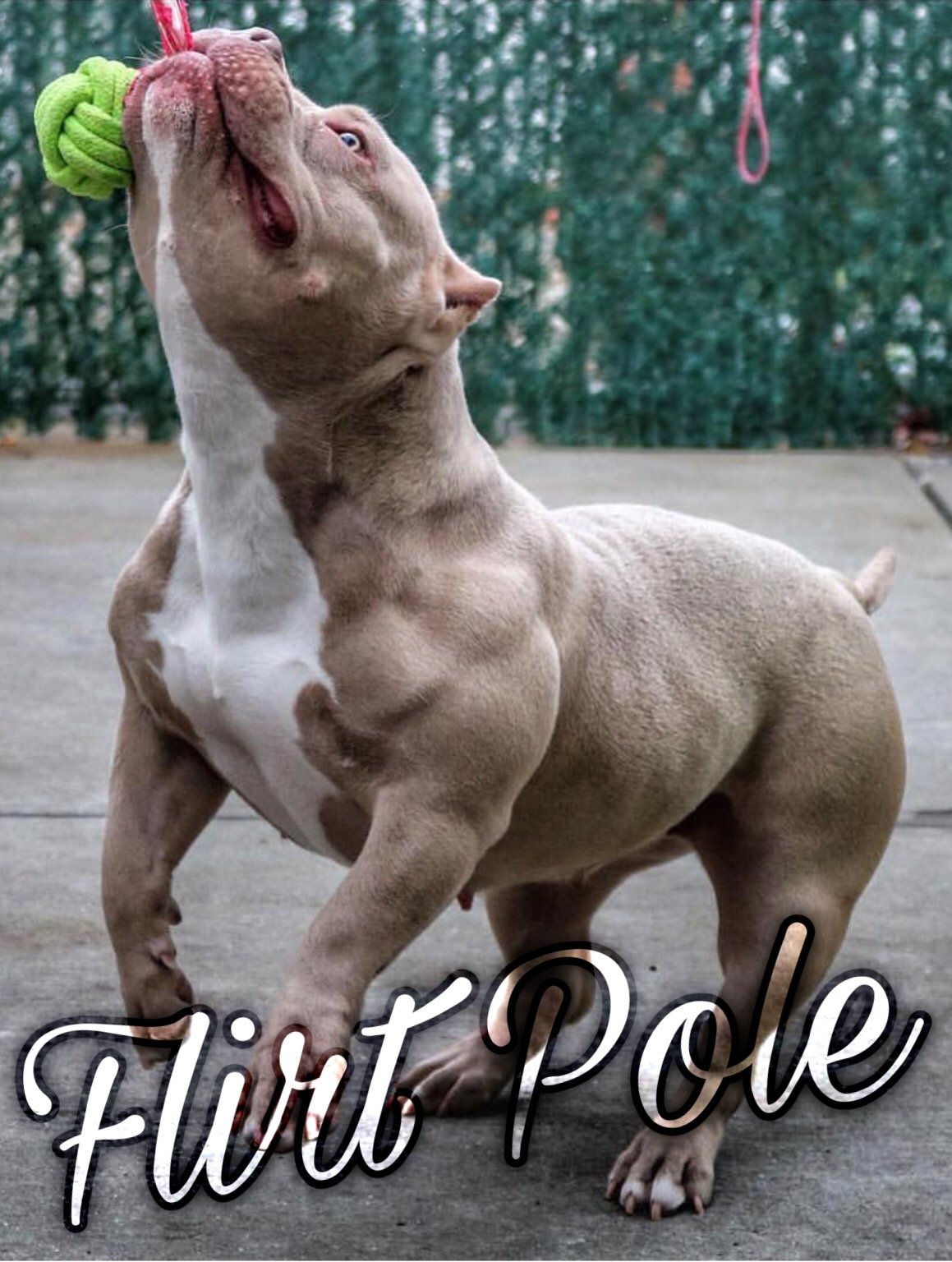 Le Flirt Pole, exercice pour muscler son chien