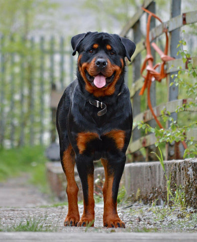 Rottweiler chien de chasse