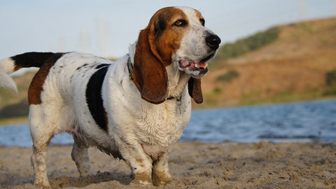 Basset Hound chien de chasse