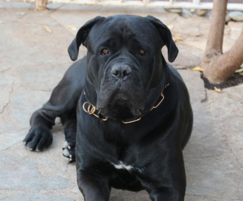 Cane Corso chien de chasse