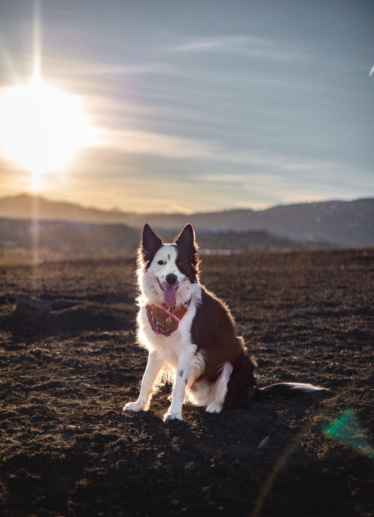 Bark Ranger Dog Bandana 