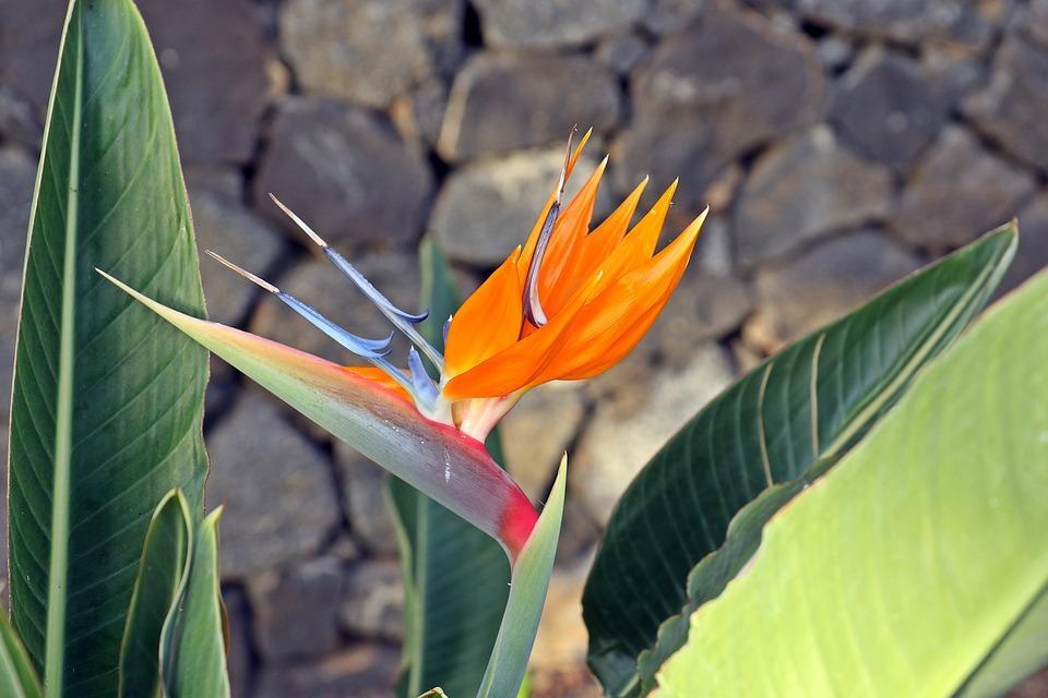 Strelitzia | Bird of Paradise | Care & tips | Plantsome