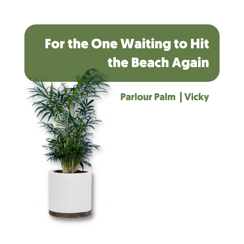 Vicky the Parlour Palm, she makes a great holiday gift for the one thats waiting to get back to the beach