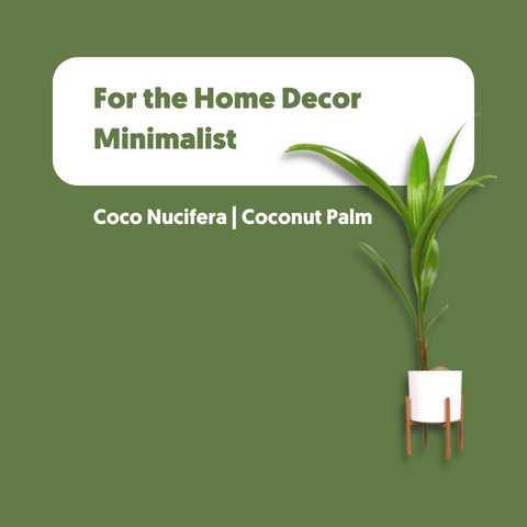 Coco, the Coconut Palm- a great holiday gift for the home decor minimalist