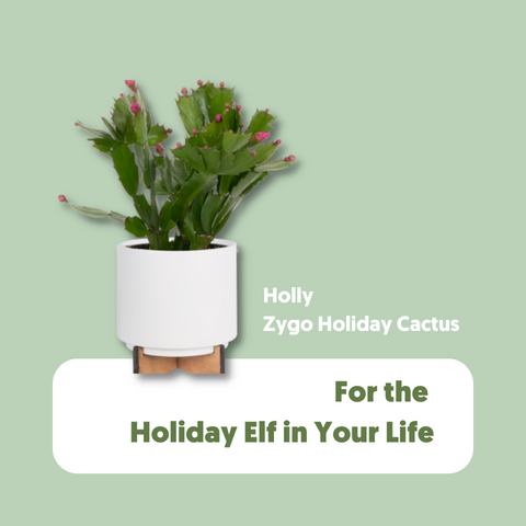 Holly the Zygo Holiday Cactus