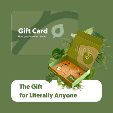 Gift card and aroid in a gift box, the gift for literally anyone