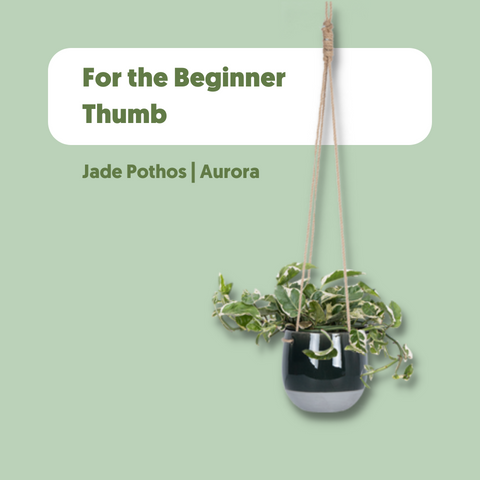 Jade Pothos named Aurora, a plant for the beginner plant parent