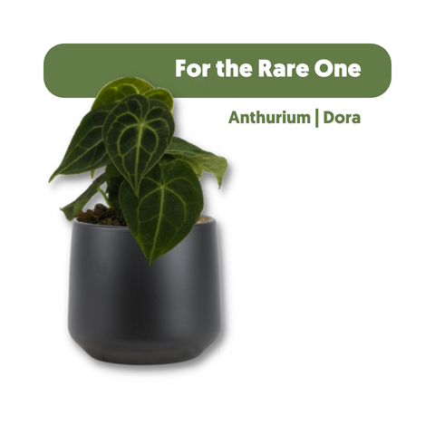 An Anthurium Clarinervium plant named Dora, plant gift for a rare friend