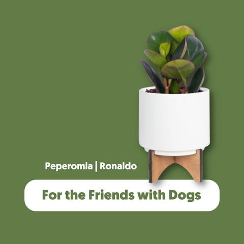 Ronaldo the Peperomia Plant, a plant friendly gift for friends with animals or dogs