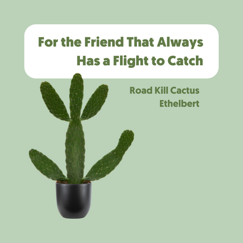 A plant gift for a friend that always has a flight to catch-Ethelbert, a Road Kill Cactus, also known as a Consolea Rubescens