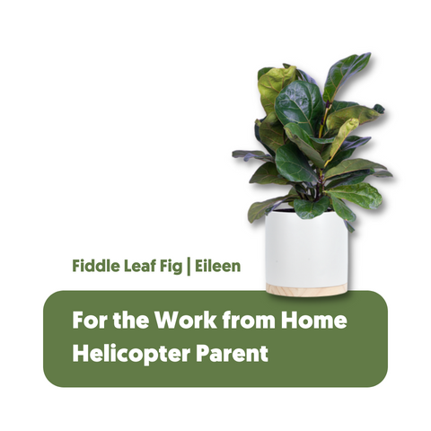 The perfect gift for a work-from-home helicopter plant parent-Eileen, otherwise known as a fiddle leaf fig tree