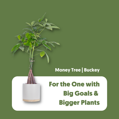 Money Tree named Bucky, a great gift for the big goal setter