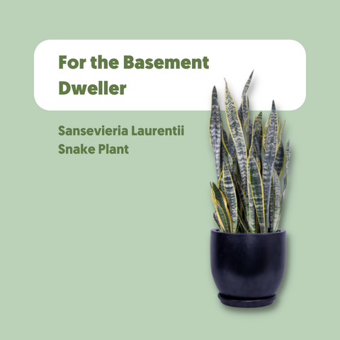Sansevieria Laurentii, also known as the Snake Plant makes a great gift for basement dwellers