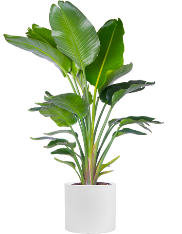 Bird of Paradise in white Franco pot