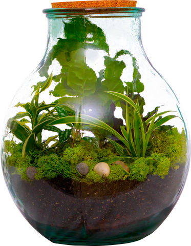 Completed DIY Terrarium kit - available for delivery in BC and Alberta